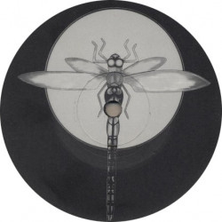 Dragonfly records BFLT 66